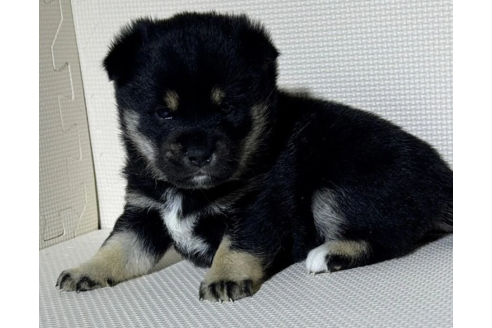 成約済の熊本県の柴犬-371601の3枚目